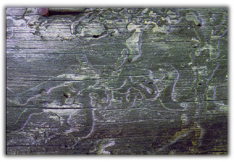 wormsng.jpg (51999 bytes)