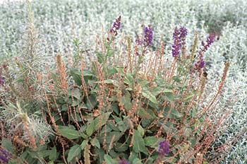 plants1
