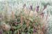plants1