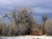trees