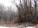 trees5