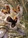 yucca